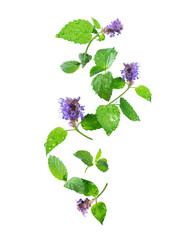 Leaves and flowers of mint with drops of water in the air on a white background © Krafla