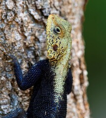 head shot of a red headed agama on a tree