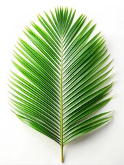 Single Palm Leaf on White Background - A single palm leaf isolated on a white background, symbolizing nature, tropical, summer, vacation, and relaxation.
