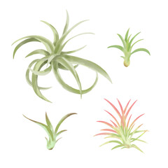 おしゃれな観葉植物エアプランツ　手描きタッチイラストセット3