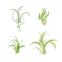 おしゃれな観葉植物エアプランツ　手描きタッチイラストセット2