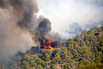 Fire in a pine forest mountain due to a heat wave with flames burning the vegetation