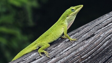 Green anole sitting on wood macro image