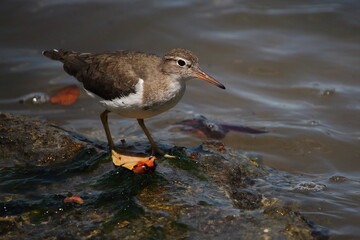 Bird on a rock by the water