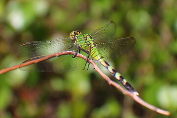 Green dragonfly on a branch macro image