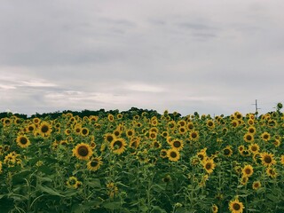 Pretty sunflower field with clouds