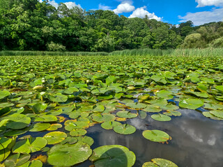 Humber riber in summer