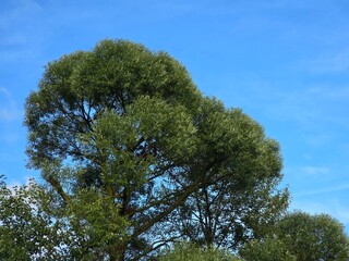 trees and sky