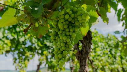 a bunch of green, unripe grapes against the background of a vineyard. summer in Germany