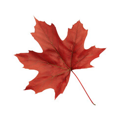 Fototapeta premium PNG A vibrant red maple leaf showcasing its intricate veins and texture, perfect for autumn-themed designs and nature-inspired projects.
