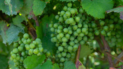a bunch of green, unripe grapes against the background of a vineyard. summer in Germany