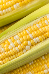 Multi Colored Sweet Corn on the Cob