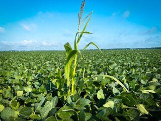 One single corn stalk stands tall in a field of soybeans. Farmer uses crop rotation and a corn plant has found it's way into a lush, healthy field of soybean crops. © Sanya Kushak