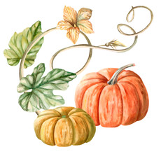 A composition of pumpkins, a climbing stem of flowers and leaves painted in watercolor. Illustration on the theme of harvest, for fairs, invitations. The illustration is isolated from the background.
