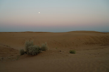 Moon set. View of Thar desert sand dunes , pre dawn light before sun rise and moon setting off in the sky. Rajasthan, India. Akondo, Calotropis gigantea, the crown flower shrub has grown in desert.