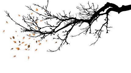 Obraz premium Silhouetted Tree Branch with Falling Leaves on White Background