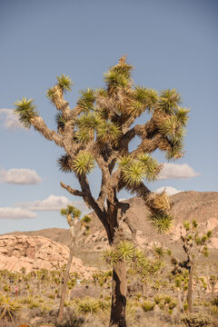 Joshua Tree in the Day Time