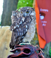 owl  common murazzano cuneo italy