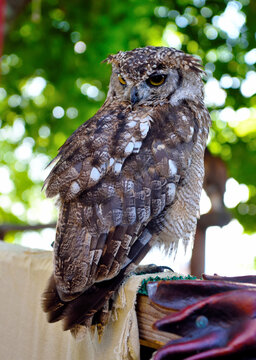 owl  common murazzano cuneo italy