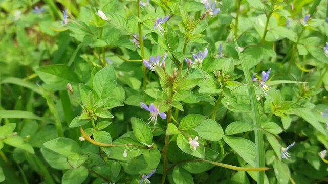 ipomea wild plant