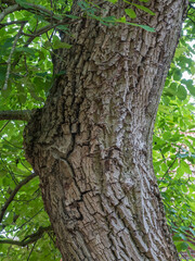 Nahaufnahme Baumstamm, Walnussbaum (Juglans regia)