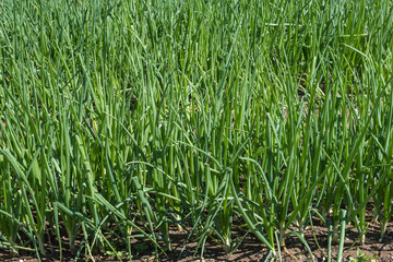 Gemüsebeet mit Speisezwiebeln  (Allium cepa)