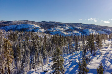 Aerial drone view of snow covered Mountain Landscape With Tall Pine Trees near Arnold, California