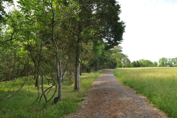 Footpath in park