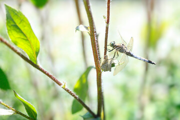 Dragonfly sitting on plant in garden