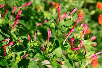 Colorful plant in summer garden