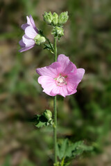 Colorful plant in summer garden