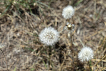 Colorful plant in summer garden