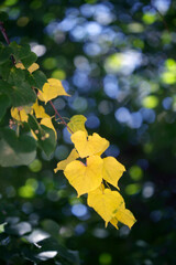 Yellow leaves on nature background
