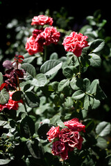 Colorful plant in summer garden