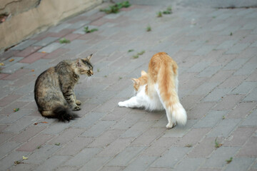 Portrait of cute red cat