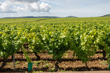Vineyards around Puligny-Montrachet village, Burgundy, France. High quality white dry wine making...