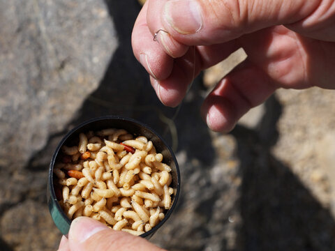 fishing hook and maggots in a jar in male hands, close-up