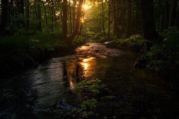 Fototapeta premium Serene forest stream at sunset with golden light filtering through the trees.
