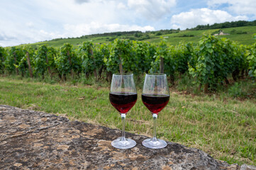 Tasting of red pinot noir wine on grand cru vineyards with cross and stone walls in Cote de nuits, making of famous red and white Burgundy wine in Burgundy region, Vosne-Romanee village