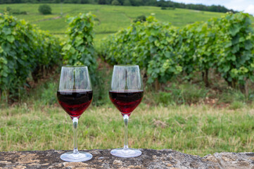 Tasting of red pinot noir wine on grand cru vineyards with cross and stone walls in Cote de nuits, making of famous red and white Burgundy wine in Burgundy region, Vosne-Romanee village