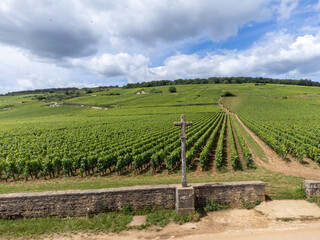 Green grand cru and premier cru vineyards with cross and rows of pinot noir grapes plants in Cote...