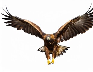 Obraz premium Isolated on white background, flying Golden eagle, Aquila chrysaetos, big bird of prey with outstretched wings. Front view. Eagle flying directly at camera. Action photo.