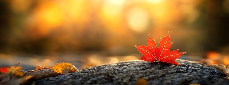 Vibrant autumn leaves on rocky surface, soft bokeh lighting, ideal for nature-themed marketing, seasonal campaigns, copy space for text inclusion.