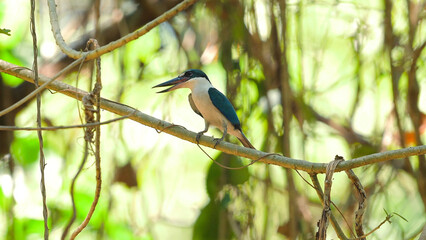 Collared Kingfisher perched on branch in its natural habitat, displaying vibrant plumage and keen eyesight. Wildlife and nature conservation.