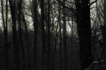 Fototapeta premium Black metal forest, foggy dark spooky forest, dark horror atmosphere