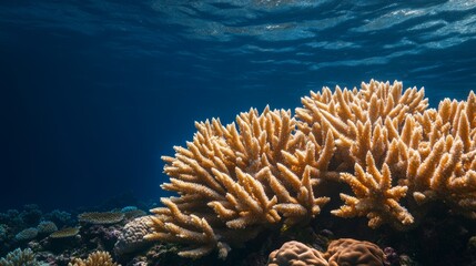 Dying coral reefs contrasted with thriving marine life, illustrating the impact of climate change, vivid underwater scene, strong message on environmental conservation, copy space for text, ultra HD,