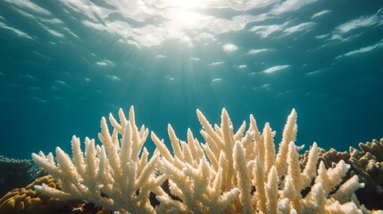 Dying coral reefs contrasted with thriving marine life, illustrating the impact of climate change, vivid underwater scene, strong message on environmental conservation, copy space for text, ultra HD,