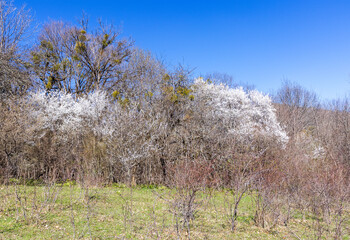 spring is the flowering of an apple orchard in natural conditions on the foothill plains