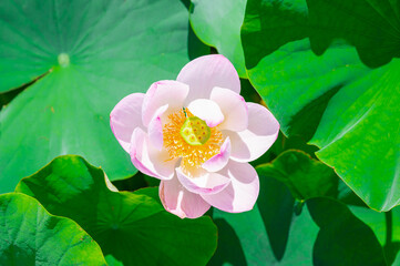 開き始めた蓮の花