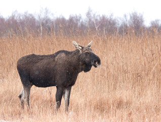Moose